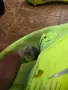 Футболни обувки, снимка 2