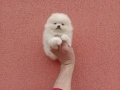Чисто бели мини Померани. Реални снимки !!!, снимка 8