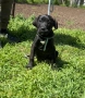 Cane Corso , снимка 1