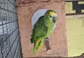 Папагал Синьочела амазона женска, снимка 2