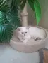 Британски момичета и момчета, снимка 1