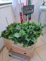 Разсад ягоди, малини и къпини, снимка 11