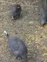 свободни 5 бр токачки , снимка 1