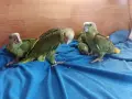 Бебета папагали амазона, снимка 4