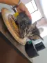 Подарявам малки котенца, снимка 9