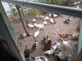 Неми мускусни патки на 6 месеца., снимка 3
