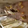 Амадини Амадини , снимка 5