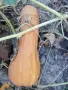 Тиква за консумация., снимка 1