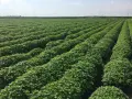 Продавам етерични масла на едрро, снимка 1