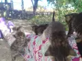 5 сладки бебенца котенца, снимка 3