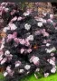 Бъз(Sambucus nigra 'Eva' BLACK LACE) Цена: 15 лв., снимка 2
