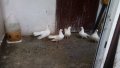 Бели гълъби старозагорски, снимка 5