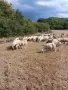 Продавам овце, мъжки шилета, кочове, снимка 12