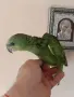 Бебета папагали амазона, снимка 2