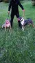 American Bully XL, снимка 13