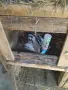 Различни видове зайци за продажба, снимка 1