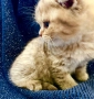 Шотландски клепоухи котенца – златна чинчила. Scottish fold, снимка 5