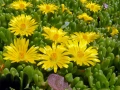 Delosperma cooperi Ice Cream Yellow (Делосперма жълта), снимка 3