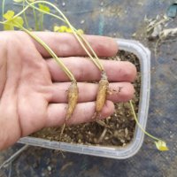 Оксалис (Oxalis megalorrhiza) - каудекс, снимка 3 - Стайни растения - 37398217