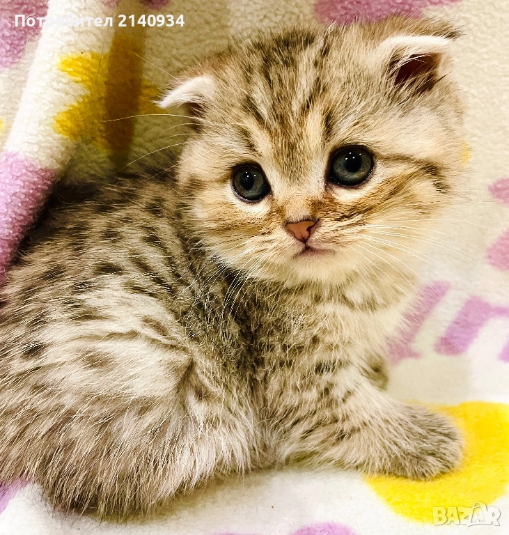 Шотландско клепоухо. Златна чинчила, момче, снимка 1