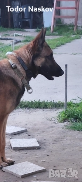 Продавам бебета  Малиноа , снимка 1