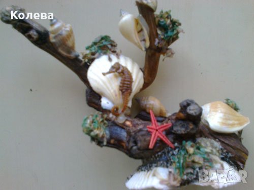 Морски сувенир, снимка 1