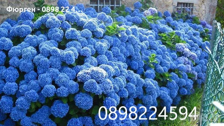  Хортензия Налични 4 вида , снимка 1