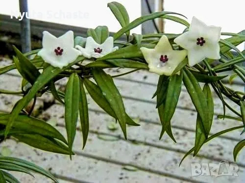 Hoya pauciflora , снимка 1