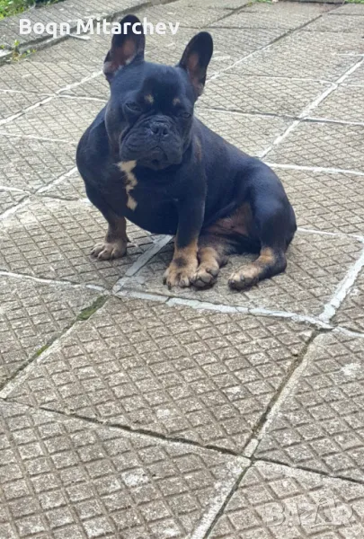 Френски Булдог, снимка 1