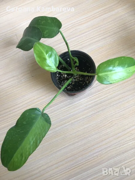 Philodendron Jose Buono , снимка 1