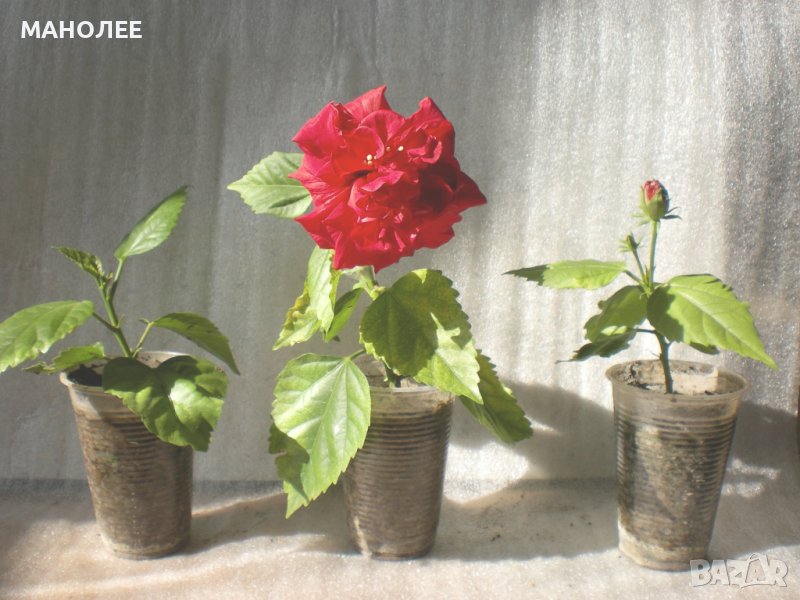 Китайска роза-хибискус, снимка 1