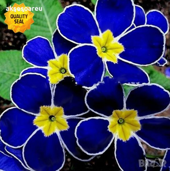 100 бр редки семена от цвете цветя синя вечерна иглика лесни за засаждане в градината градински деко, снимка 1