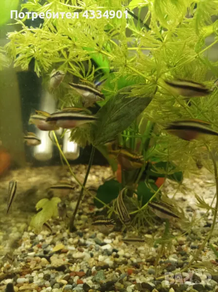 Пелматохромис крибензис , снимка 1