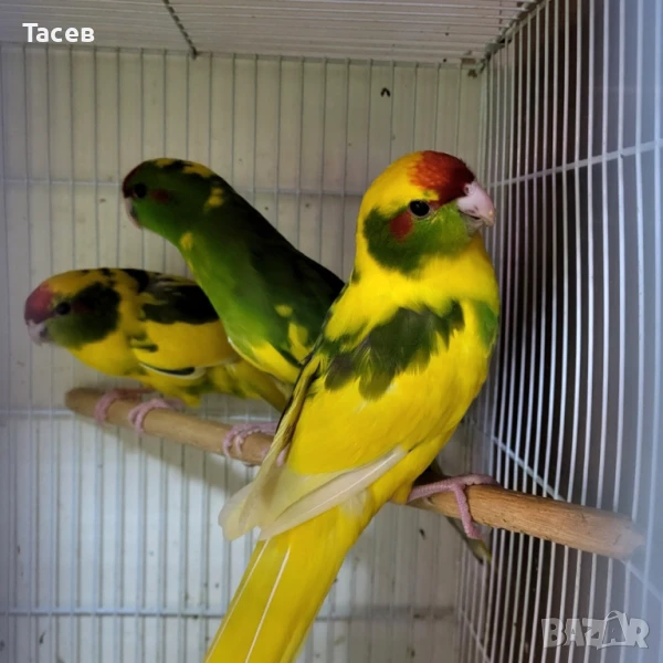 Какарики, снимка 1