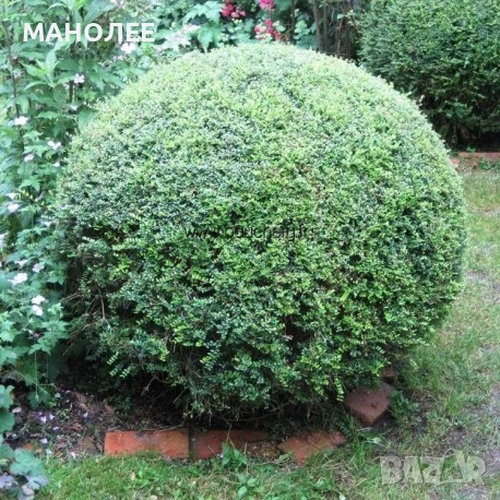 💐🪴💐Лоницера " Нитида "🎁🦋🌷, снимка 1