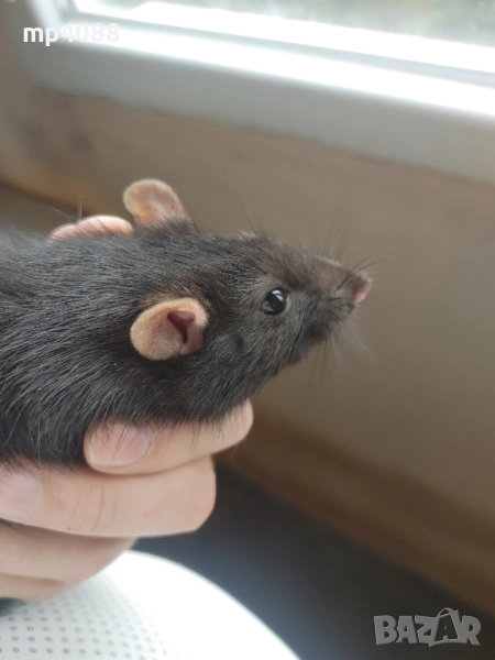 декоративен плъх, снимка 1