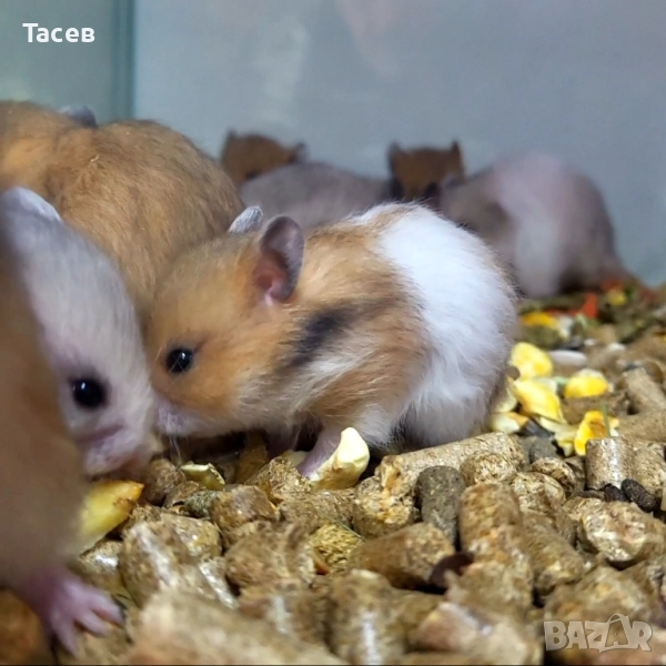 Хамстери, снимка 1