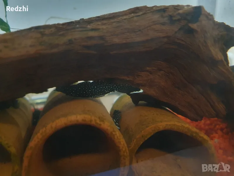 Звезден анцитрус Л183 / L183, снимка 1