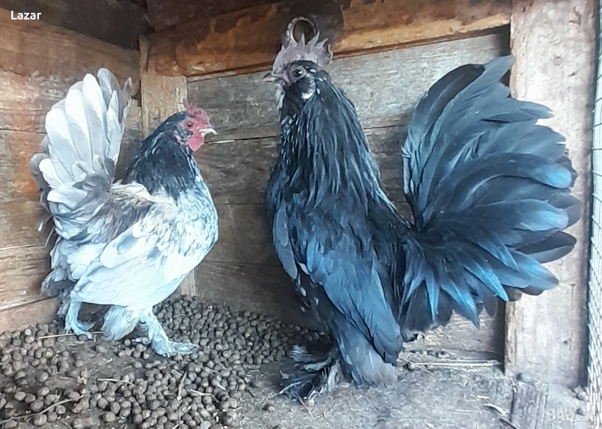 Продавам ги, снимка 1