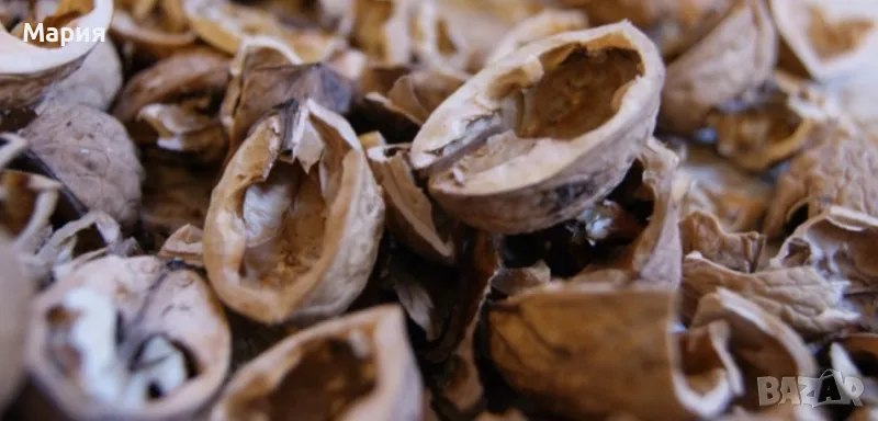 Орехови черупки против упорита кашлица, снимка 1