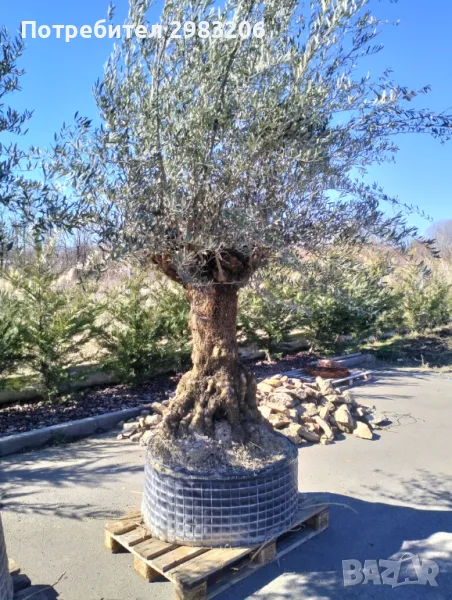 Продавам маслинови дървета, снимка 1