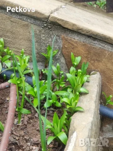 Лилиум-оранжев, снимка 2 - Стайни растения - 49729061