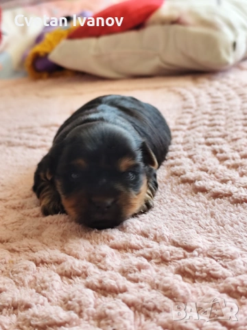 Йоркширски териер , снимка 4 - Йоркширски териер - 54009943