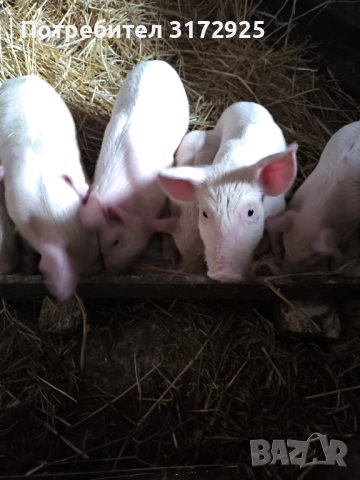 Малки прасенца , снимка 6 - Прасета - 52325916