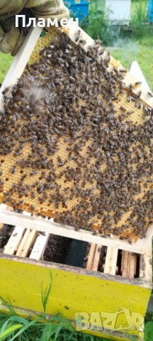 Пчелни отводки лицензиран производител (биологични и конвенционални), снимка 2 - За пчели - 44456579