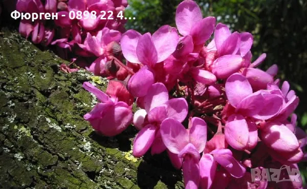 Див рожков (Cercis siliquastrum) Дърво на Юда, снимка 2 - Разсади - 49944879