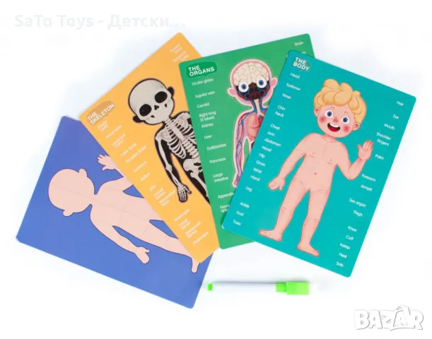 Магнитна дъска с човешкото тяло, снимка 5 - Игри и пъзели - 49990111