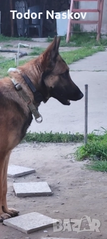 Продавам бебета  Малиноа 