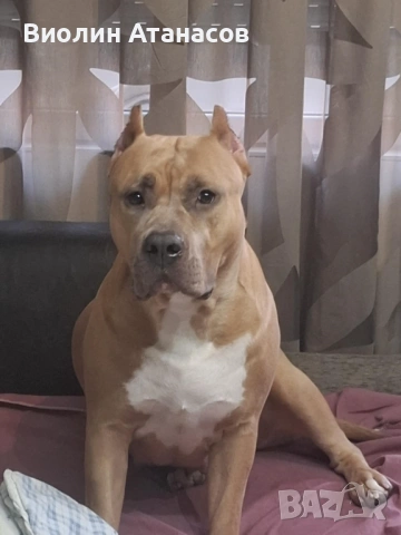 Продават се кученца Питбул Bluenose, снимка 12 - Питбул - 54348441