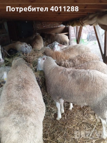 Продавам млад коч, снимка 3 - Овце - 52693649